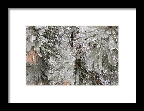 Ice Framed Print featuring the photograph Ice on pine branches #1 by Blink Images