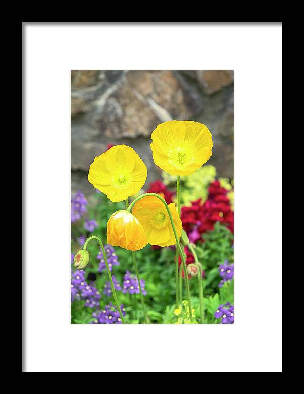 Antirrhinum Majus Framed Print featuring the photograph Iceland Poppy In A Garden, Kennett #1 by Lisa S. Engelbrecht