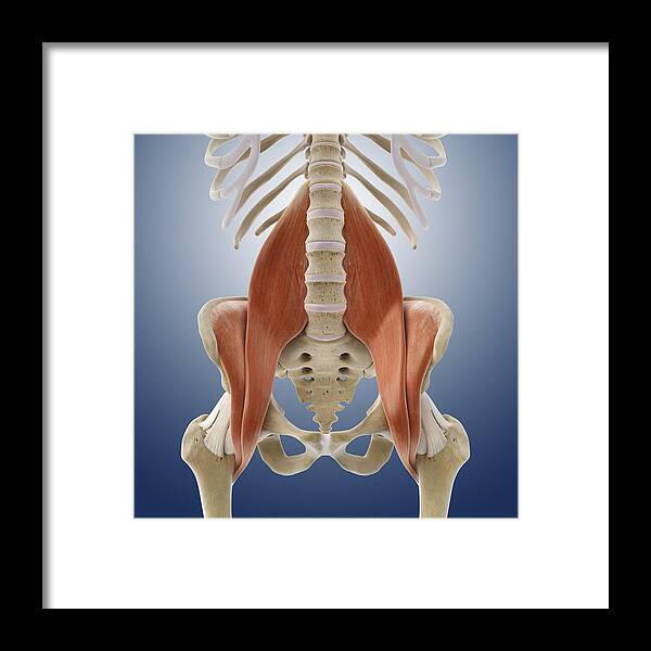 Bone Framed Print featuring the photograph Iliopsoas muscles, artwork #1 by Science Photo Library
