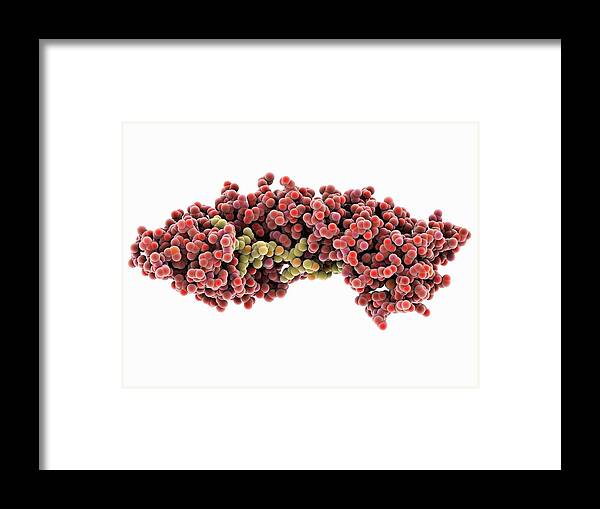Importin Framed Print featuring the photograph Importin And Nucleoplasmin Complex #1 by Laguna Design