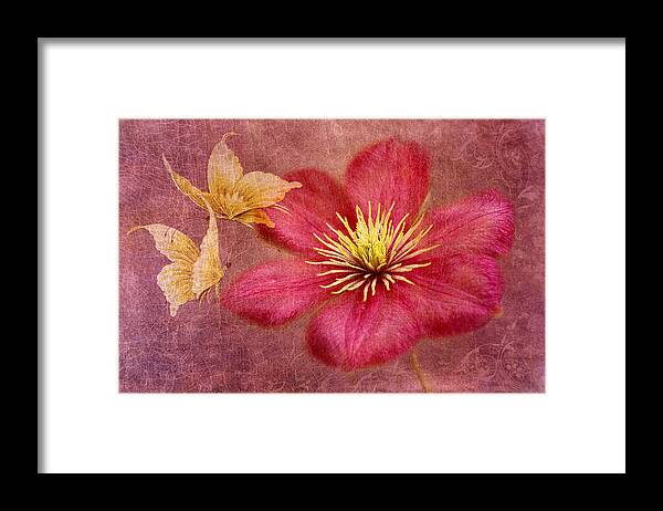 Pink Clematis Flower Framed Print featuring the photograph In Dance by Marina Kojukhova