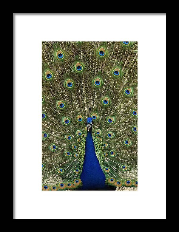 Feb0514 Framed Print featuring the photograph Indian Peafowl Male In Full Display #1 by Hiroya Minakuchi