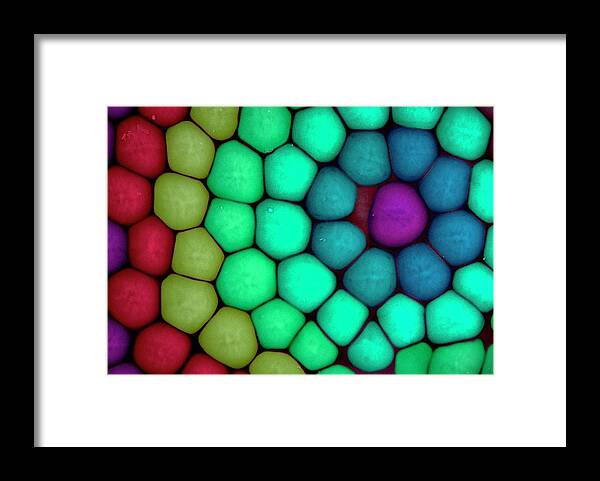 Compound Eye Framed Print featuring the photograph Insect Compound Eye #1 by Louise Hughes