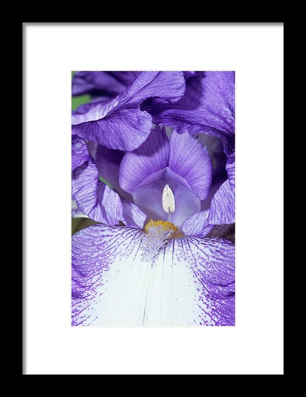 'blue Staccato' Framed Print featuring the photograph Iris 'blue Staccato' Flower #1 by Brian Gadsby/science Photo Library