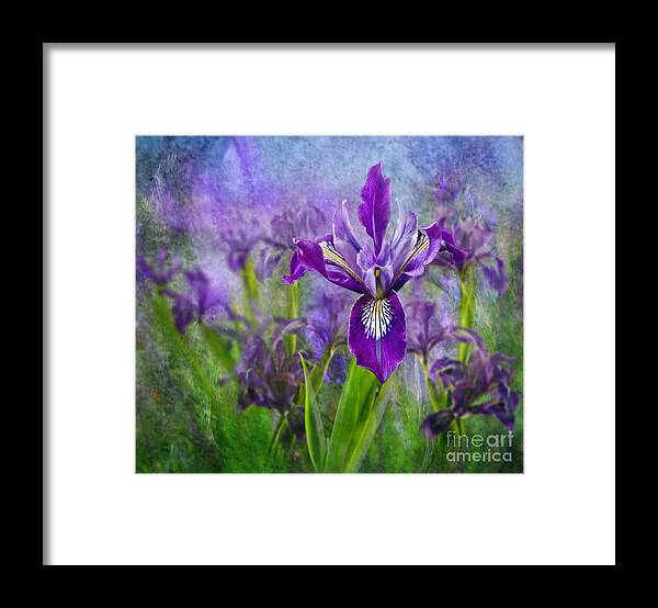 Iris Framed Print featuring the photograph Iris Garden #2 by Shirley Mangini