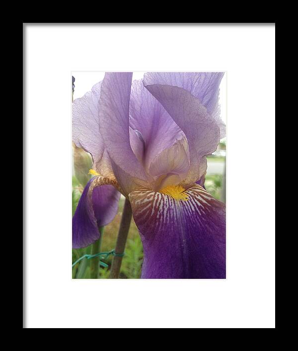 Purple Framed Print featuring the photograph Iris #1 by Pema Hou