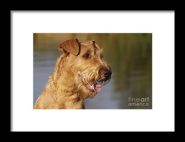Irish Terrier Framed Print featuring the photograph Irish Terrier Dog #1 by Brinkmann/Okapia