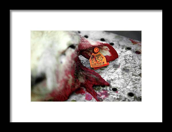 Ovis Aries Framed Print featuring the photograph Islamic Ritual Slaughter #1 by Christophe Vander Eecken/reporters/science Photo Library