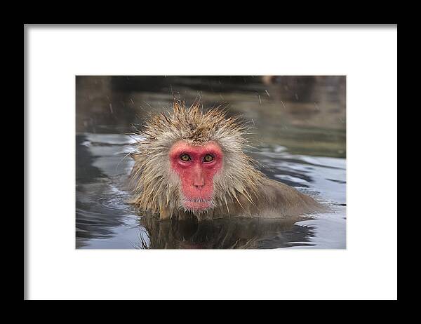 Thomas Marent Framed Print featuring the photograph Japanese Macaque In Hot Spring #1 by Thomas Marent