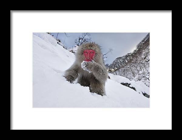 Thomas Marent Framed Print featuring the photograph Japanese Macaque In Snow Jigokudani #1 by Thomas Marent
