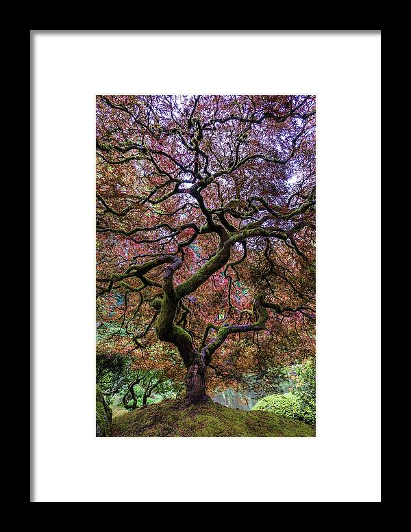 Maple Framed Print featuring the photograph Japanese Maple Tree by Mike Centioli