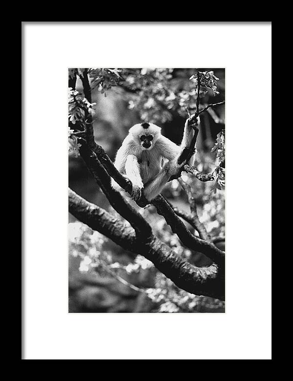 Monkey Framed Print featuring the photograph Just Hanging Out #1 by Retro Images Archive