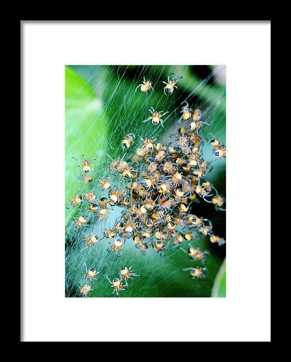 Araneus Diadematus Framed Print featuring the photograph Juvenile European Garden Spiders #1 by Dr Jeremy Burgess/science Photo Library