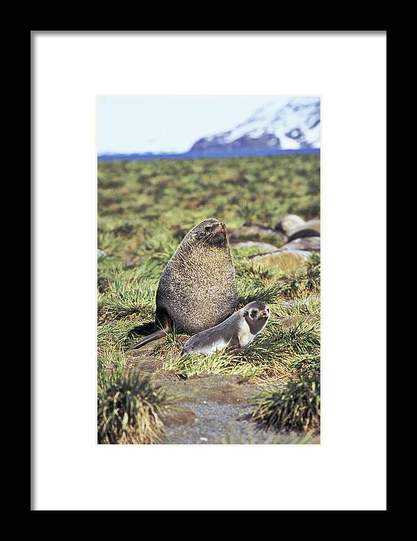 Aggression Framed Print featuring the photograph Kerguelen Fur Seal, Antarctic Fur Seal #1 by Martin Zwick