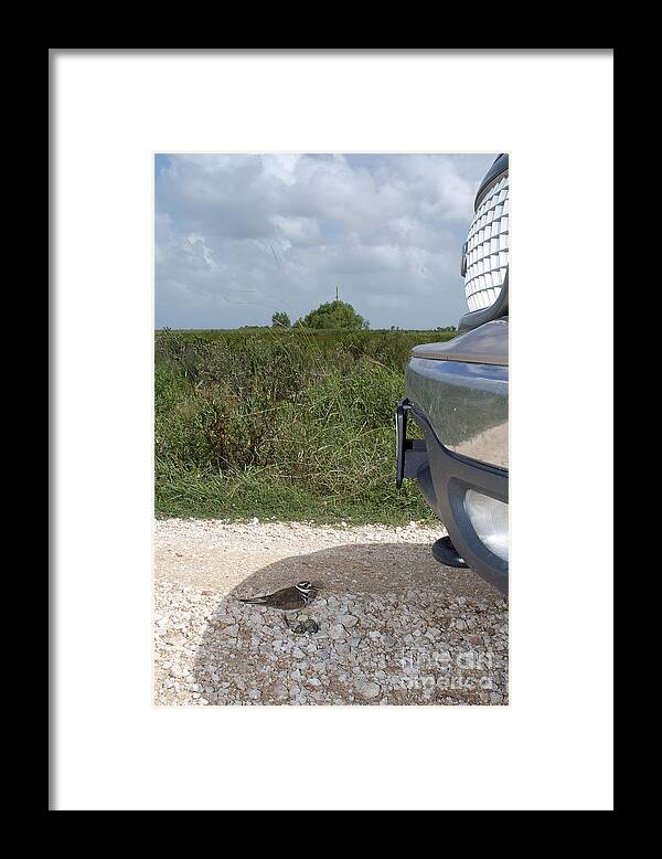 Animal Framed Print featuring the photograph Killdeer Defending Nest #1 by Gregory G. Dimijian
