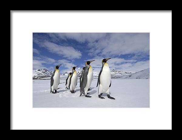Flpa Framed Print featuring the photograph King Penguins St Andrews Bay, South #1 by Malcolm Schuyl