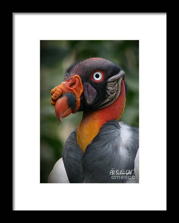 King Vulture Framed Print featuring the photograph King Vulture #1 by E B Schmidt