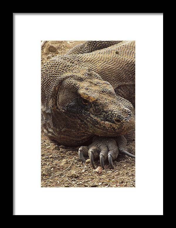 Feb0514 Framed Print featuring the photograph Komodo Dragon Male Basking Komodo Island #1 by Tui De Roy