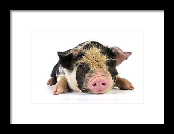 Pig Framed Print featuring the photograph Kune Kune Piglet #1 by John Daniels