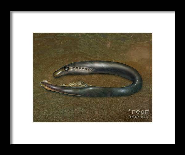 Nature Framed Print featuring the photograph Lamprey Eel, Illustration by Gwen Shockey