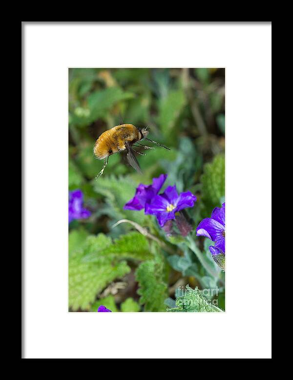 Large Bee Fly Framed Print featuring the photograph Large Bee Fly #1 by Steen Drozd Lund