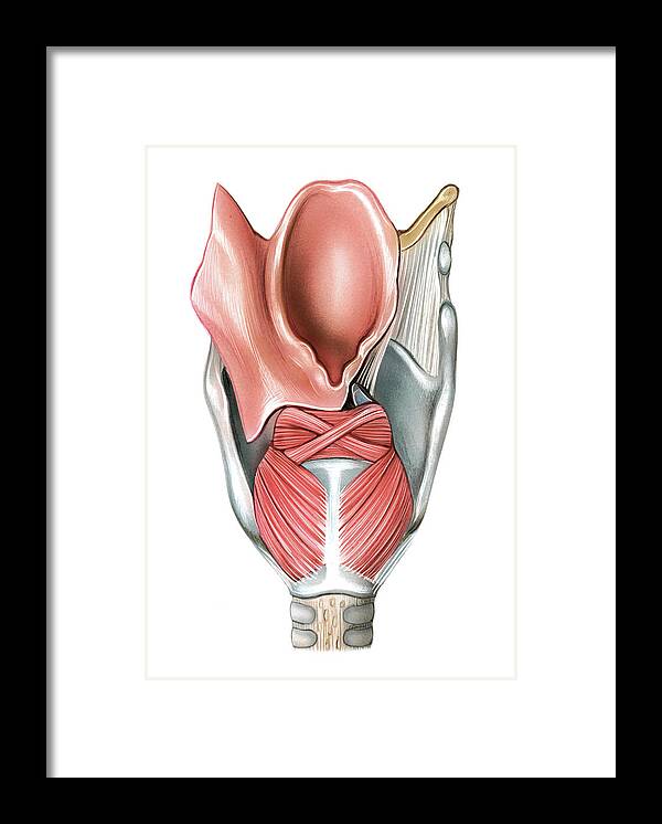 Upper Respiratory Tract Framed Print featuring the photograph Larynx #1 by Asklepios Medical Atlas