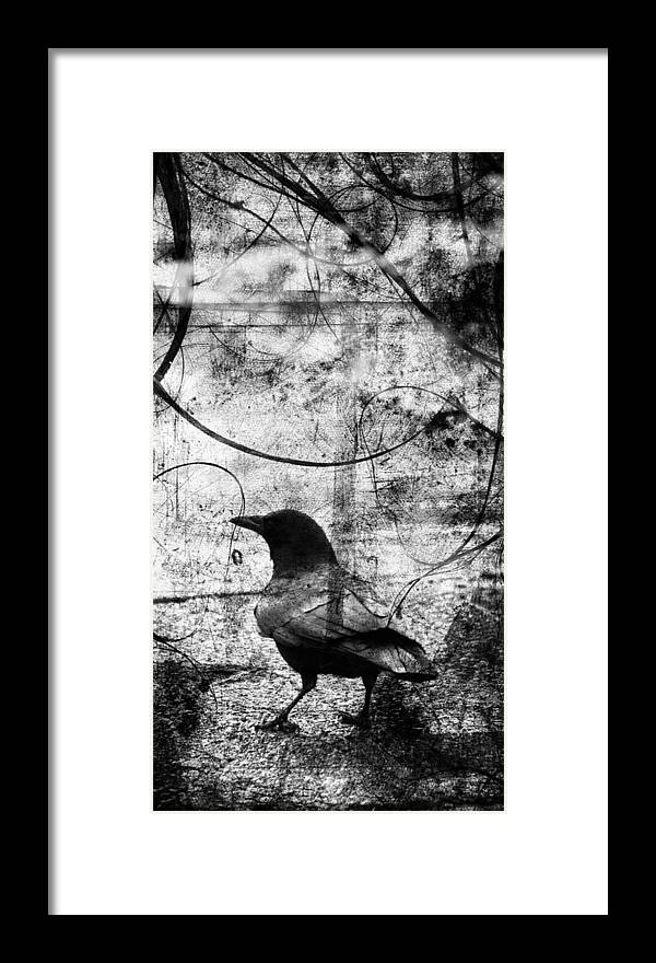 Crow Framed Print featuring the photograph Last Call #1 by J C