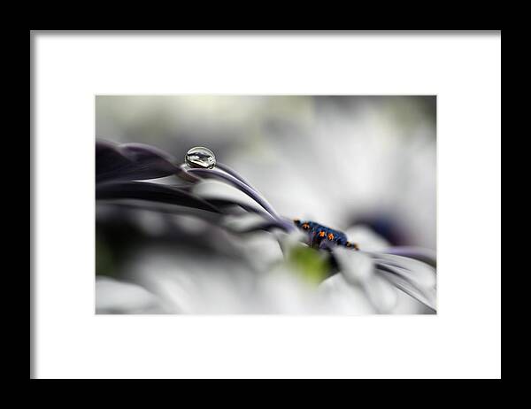 Petals Framed Print featuring the photograph Lazy Drop #1 by Heidi Westum