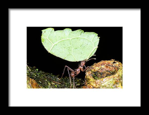1 Framed Print featuring the photograph Leafcutter Ant #1 by Dr Morley Read