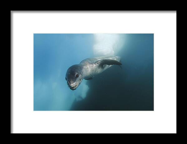 Feb0514 Framed Print featuring the photograph Leopard Seal Antarctica #2 by Hiroya Minakuchi