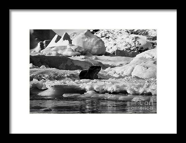 Leopard Framed Print featuring the photograph leopard seal lying on iceberg in blue glacial ice in brash sea pack ice cierva cove Antarctica #1 by Joe Fox