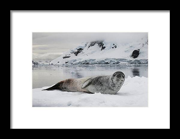 Feb0514 Framed Print featuring the photograph Leopard Seal On Ice Floe Paradise Bay #1 by Matthias Breiter