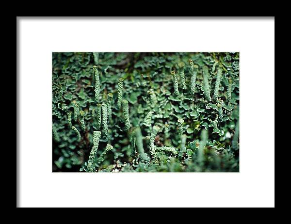 Algae Framed Print featuring the photograph Lichens #1 by Paul Whitten