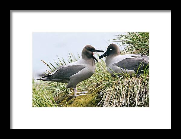Light-mantled Albatross Framed Print featuring the photograph Light-mantled Albatrosses #1 by William Ervin/science Photo Library