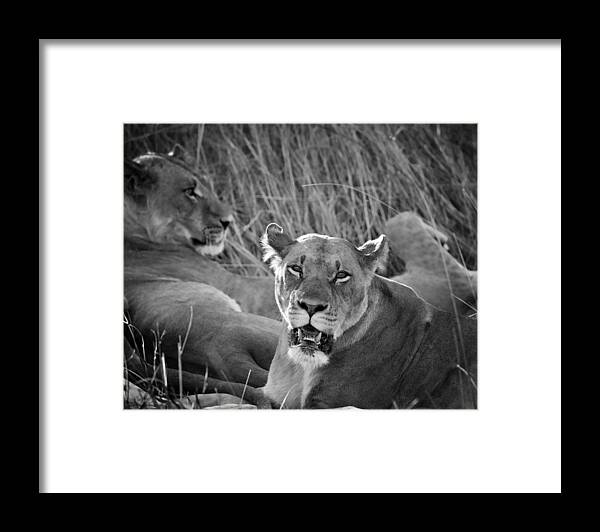 Lioness Framed Print featuring the photograph Lioness #1 by Gigi Ebert