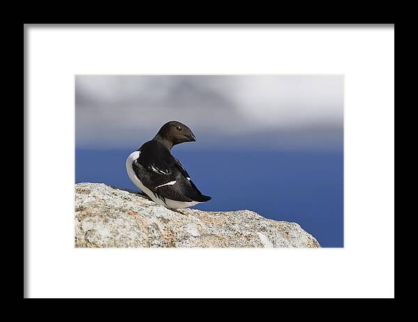 Feb0514 Framed Print featuring the photograph Little Auk in Spitsbergen Norway by Konrad Wothe