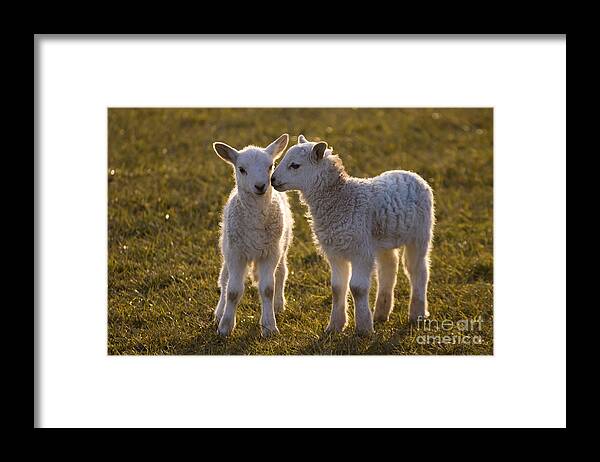 Sheep Framed Print featuring the photograph Little Gossips #1 by Ang El