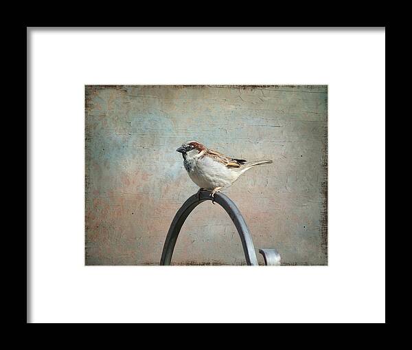 Sparrow Framed Print featuring the photograph Lone Sparrow #2 by Susan McMenamin