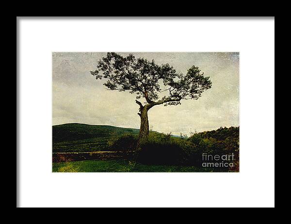 Trees Framed Print featuring the digital art Lonely Tree by Trina Ansel