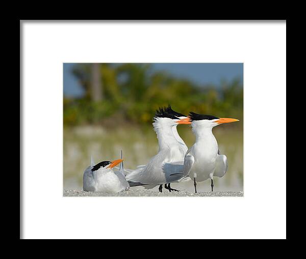 Royal Tern Framed Print featuring the photograph Looking #1 by James Petersen