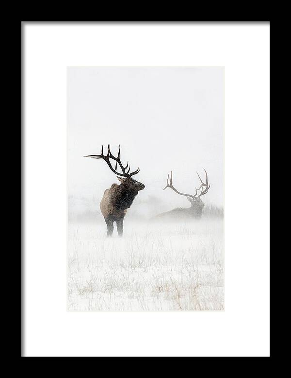 Elk Framed Print featuring the photograph Lost in the Storm by Sandy Sisti