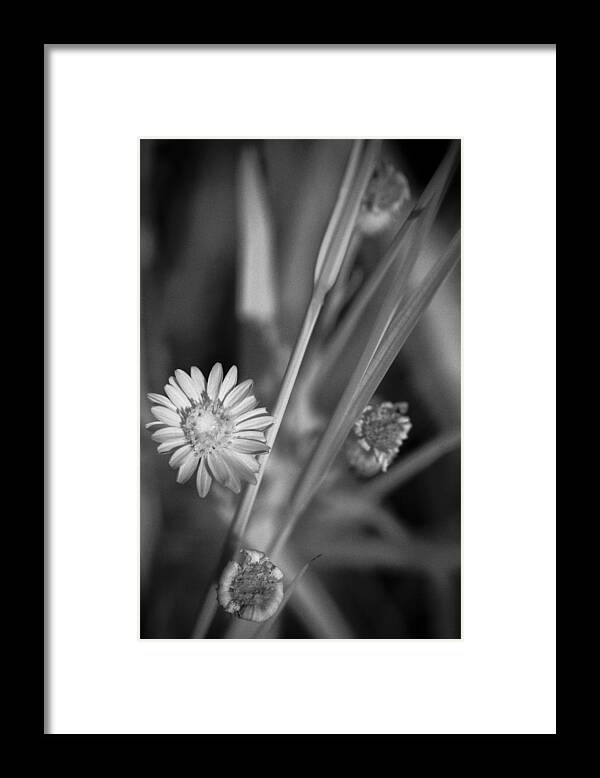 Florida Framed Print featuring the photograph Loxahatchee Flower #1 by Bradley R Youngberg