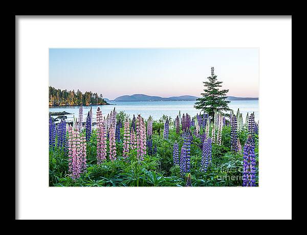 America Framed Print featuring the photograph Lupine Dawn #1 by Susan Cole Kelly