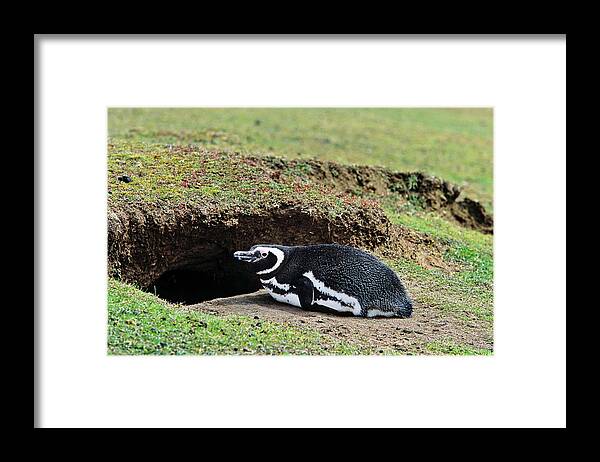 Animal Framed Print featuring the photograph Magellanic Penguin (spheniscus #1 by Martin Zwick