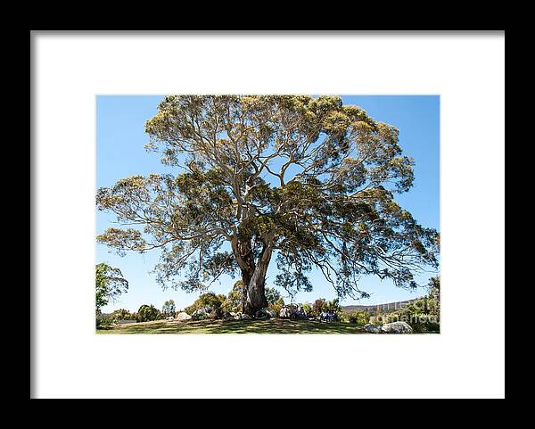 Australia Framed Print featuring the photograph Magnificent gum #3 by Fran Woods