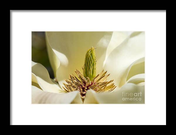 Arboretum Framed Print featuring the photograph Magnolia #2 by Steven Ralser