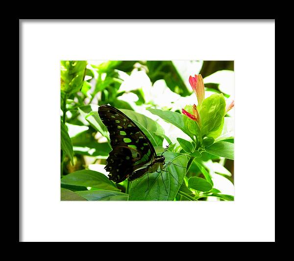 Nature Framed Print featuring the photograph Malachite #1 by Judy Wanamaker