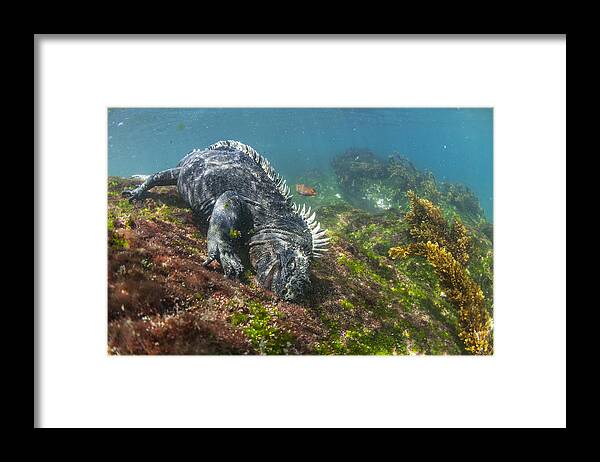 Tui De Roy Framed Print featuring the photograph Marine Iguana Feeding On Algae Punta by Tui De Roy