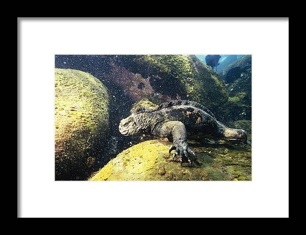 Feb0514 Framed Print featuring the photograph Marine Iguana Grazing On Seaweed #1 by Tui De Roy