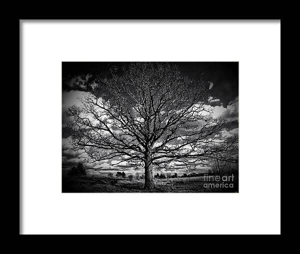 Tree Framed Print featuring the photograph Marion Oaks by September Stone